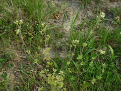 Cerastium glomeratum