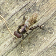 Chalcosyrphus anthreas