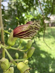 Kigelia