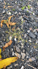 Chaenorhinum