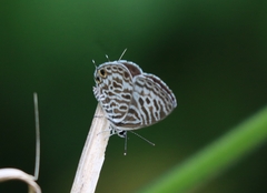 Leptotes plinius