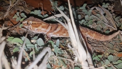 Chondrodactylus angulifer