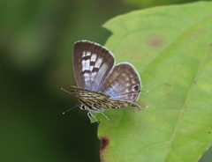 Leptotes plinius