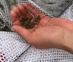 Crangon septemspinosa