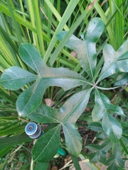 Cussonia