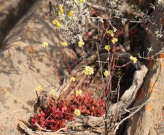 Crassula pubescens