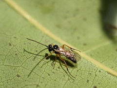 Ichneumonidae