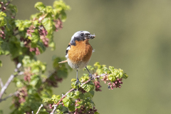 Phoenicurus erythronotus