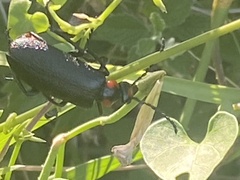 Lytta cribrata