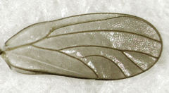 Blastopsylla occidentalis