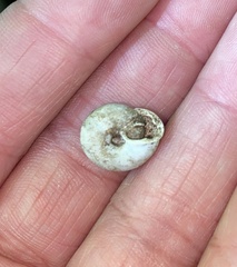 Triodopsis tridentata