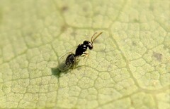 Euplectrus