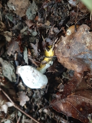 Hypomyces microspermus