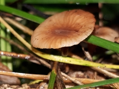 Gymnopus foetidus