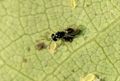 Euplectrus