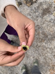 Ferocactus viridescens