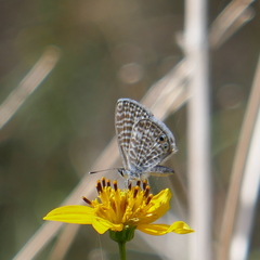 Leptotes marina
