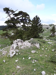 Pinus heldreichii