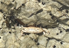 Cyclograpsus punctatus