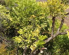 Cussonia spicata