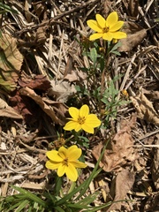 Bidens polylepis