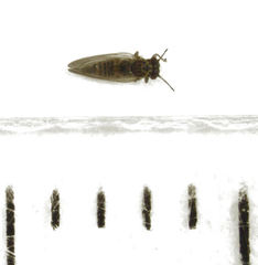 Blastopsylla occidentalis