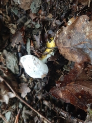 Hypomyces microspermus