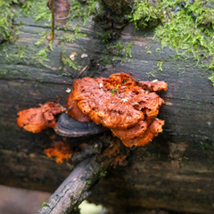 Pycnoporellus