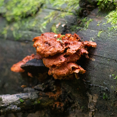 Pycnoporellus
