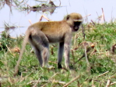 Chlorocebus cynosuros