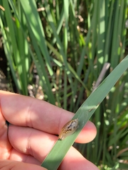 Succinea putris