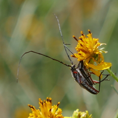 Sphaenothecus bilineatus