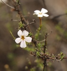 Jamesbrittenia aspalathoides