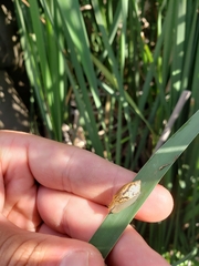 Succinea putris