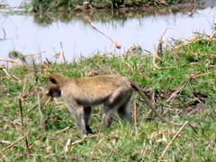 Chlorocebus cynosuros