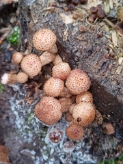 Armillaria borealis
