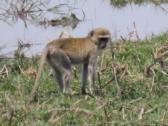Chlorocebus cynosuros