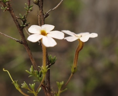 Jamesbrittenia aspalathoides