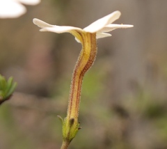 Jamesbrittenia aspalathoides
