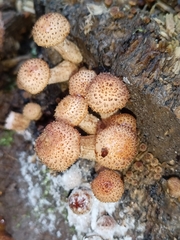 Armillaria borealis