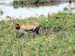Chlorocebus cynosuros
