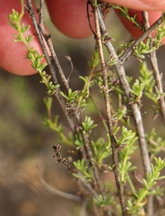 Jamesbrittenia aspalathoides