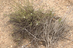 Jamesbrittenia aspalathoides