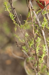 Jamesbrittenia aspalathoides