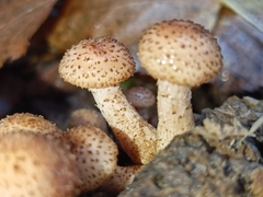 Armillaria borealis