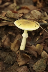 Amanita phalloides