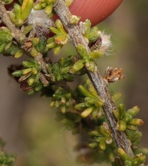 Eriocephalus ericoides