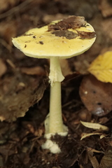 Amanita phalloides