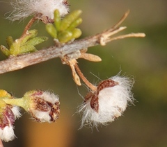 Eriocephalus ericoides