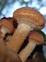 Armillaria borealis